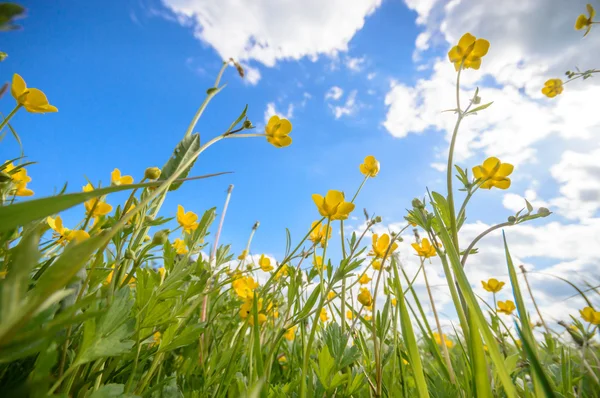 Beeld uit natuur-serie — Stockfoto