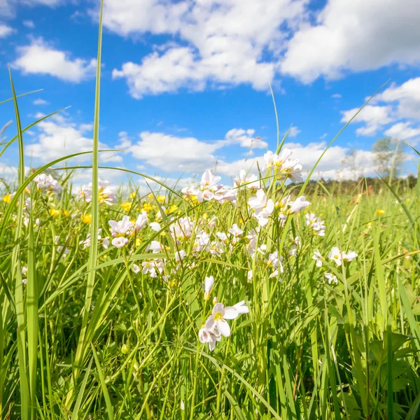 Immagine dalla serie natura — Foto Stock