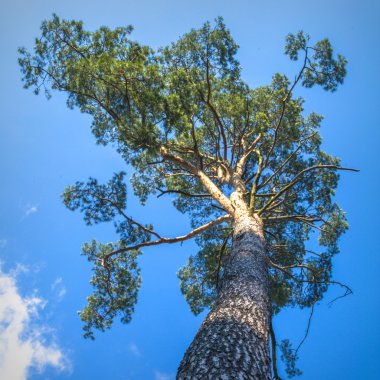 görüntü doğa serisi