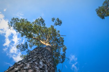 görüntü doğa serisi