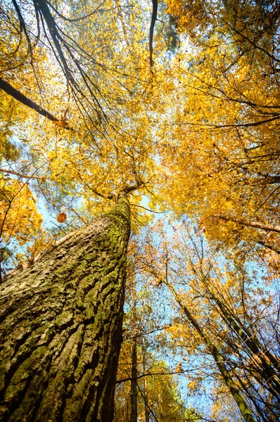 Obraz z serii natura — Zdjęcie stockowe