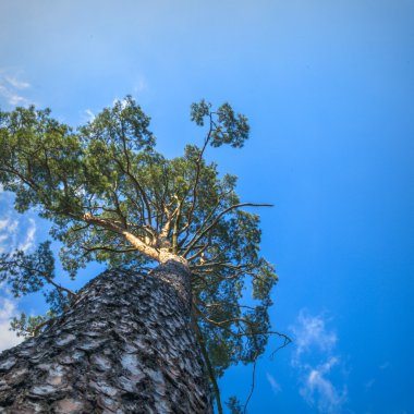 görüntü doğa serisi