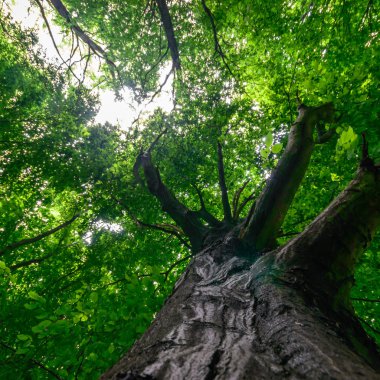 görüntü doğa serisi