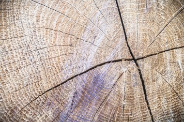 görüntü doğa serisi