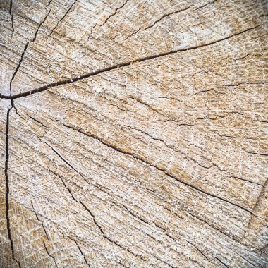 görüntü doğa serisi