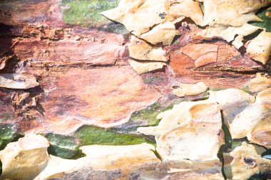 görüntü doğa serisi