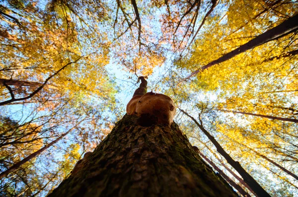 Obrázek ze série nature — Stock fotografie