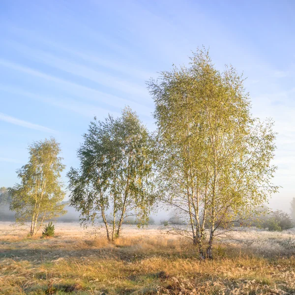 Image from nature series — Stock Photo, Image