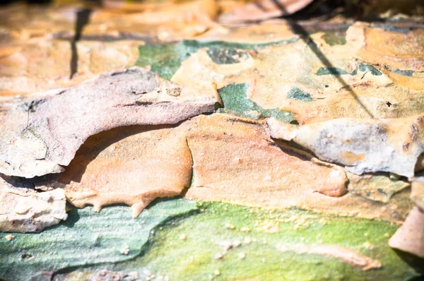 Billede fra naturen serien - Stock-foto