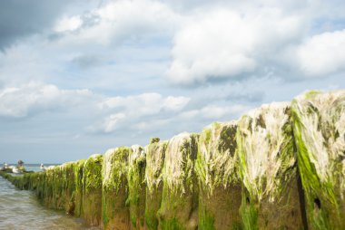 görüntü doğa serisi