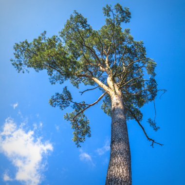 görüntü doğa serisi