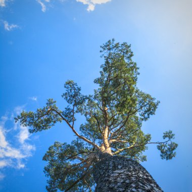 görüntü doğa serisi