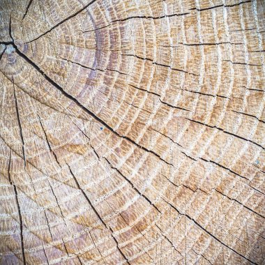 görüntü doğa serisi