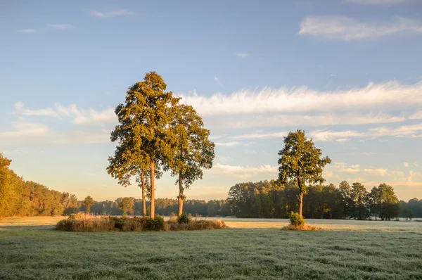 Immagine dalla serie natura — Foto Stock