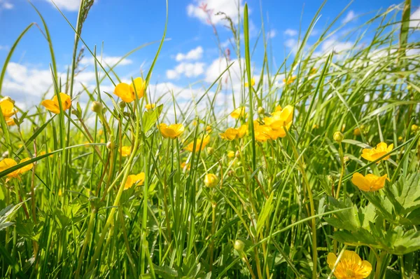 Immagine dalla serie natura — Foto Stock