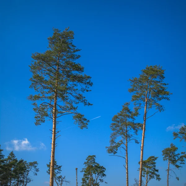 Immagine dalla serie natura — Foto Stock