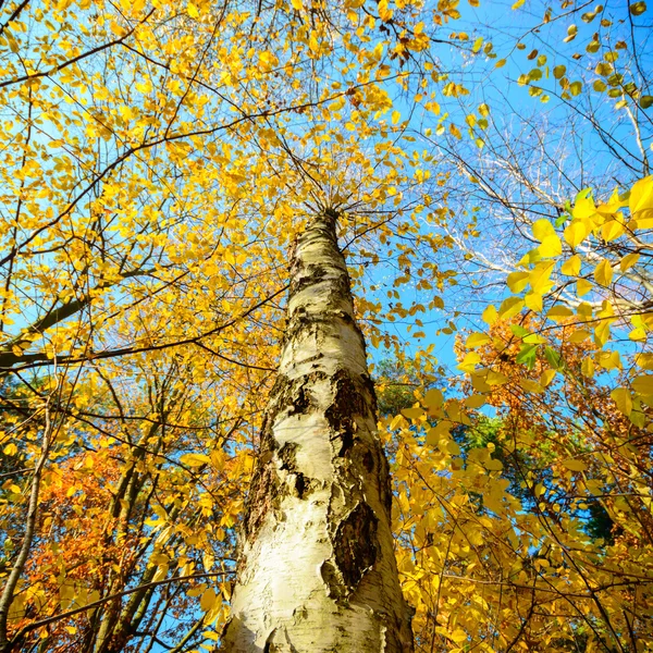 Obraz z serii natura — Zdjęcie stockowe