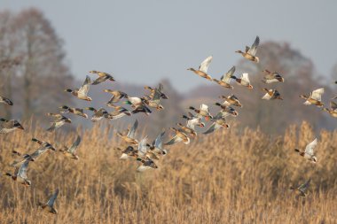 görüntü doğa serisi