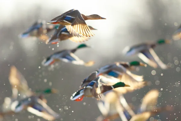 Immagine dalla serie natura — Foto Stock