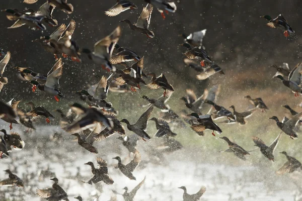 Imagem da série natureza — Fotografia de Stock