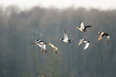 görüntü doğa serisi