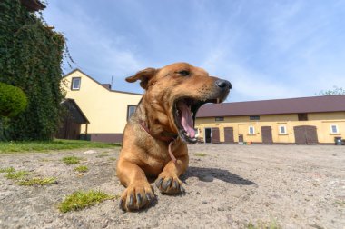 görüntü doğa serisi