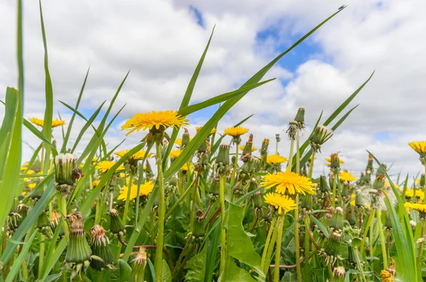 Image from nature series — Stock Photo, Image