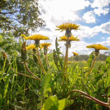görüntü doğa serisi
