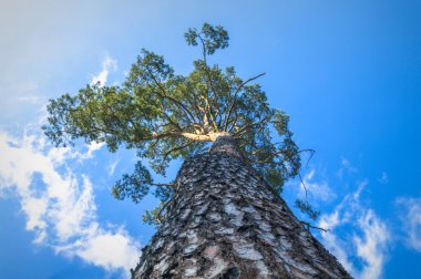 görüntü doğa serisi