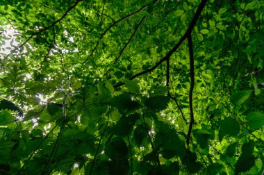 görüntü doğa serisi