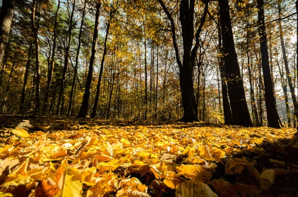 Imagen de la serie naturaleza — Foto de Stock