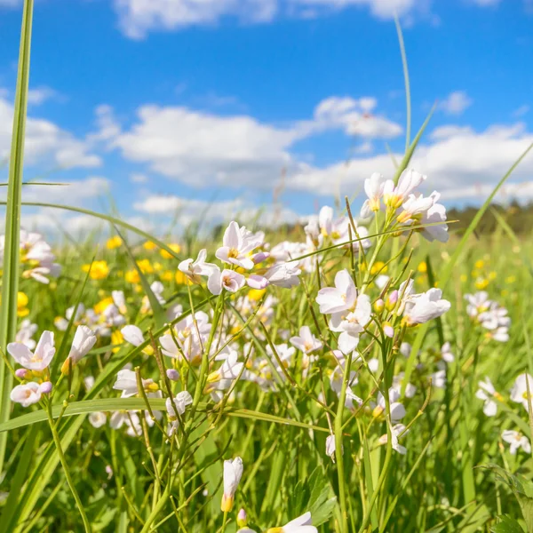 Beeld uit natuur-serie — Stockfoto