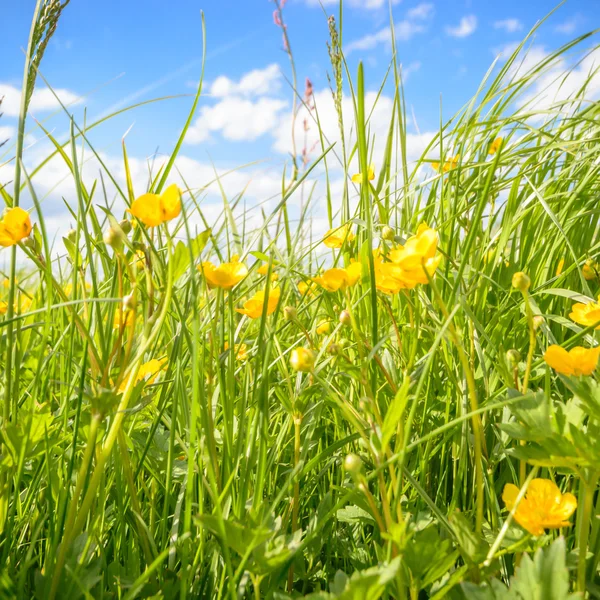 Immagine dalla serie natura — Foto Stock