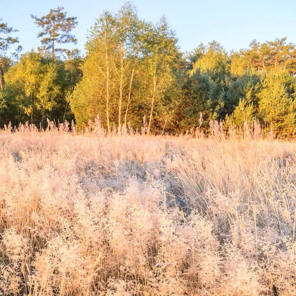 Immagine dalla serie natura — Foto Stock