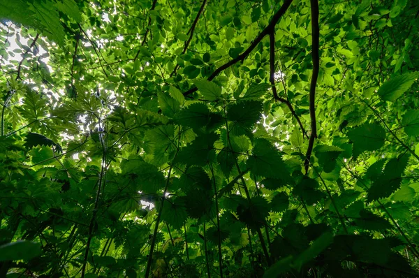 Imagen de la serie naturaleza — Foto de Stock