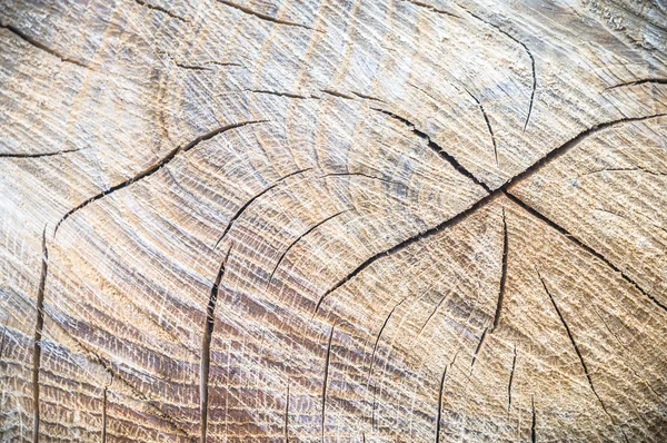 Imagem da série natureza — Fotografia de Stock