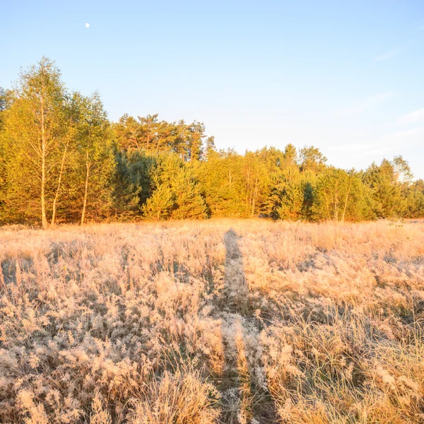 Immagine dalla serie natura — Foto Stock