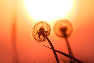 görüntü doğa serisi