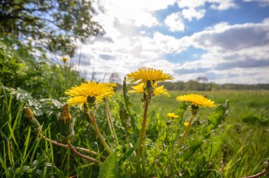 görüntü doğa serisi
