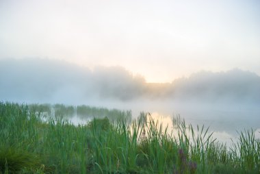 görüntü doğa serisi