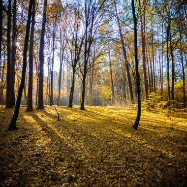 görüntü doğa serisi