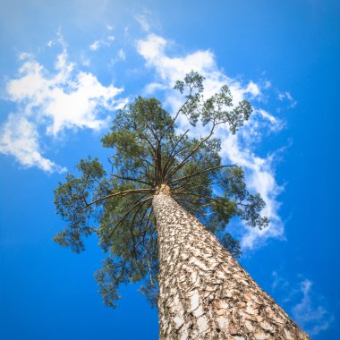 görüntü doğa serisi