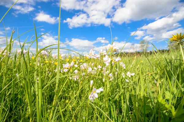 Immagine dalla serie natura — Foto Stock