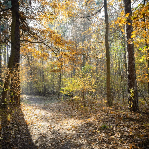 Beeld uit natuur-serie — Stockfoto