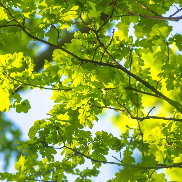 Beeld uit natuur-serie — Stockfoto