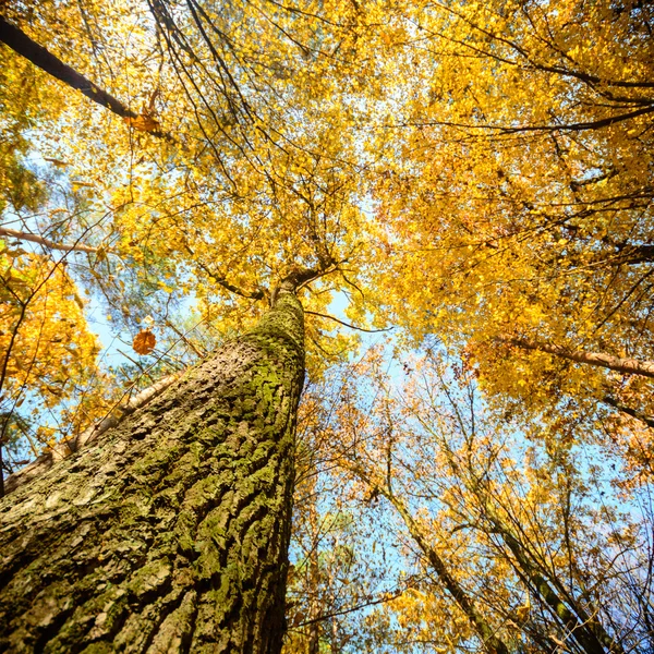 Obraz z serii natura — Zdjęcie stockowe