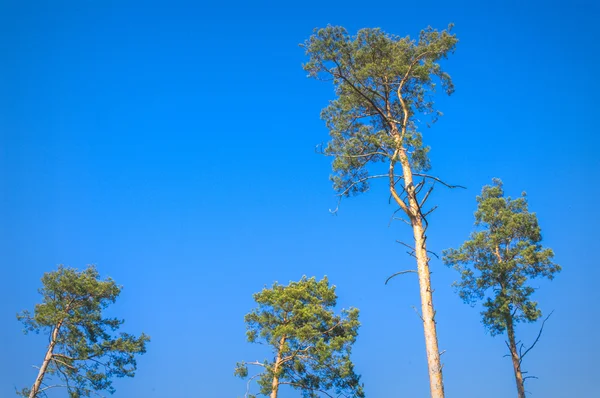 Immagine dalla serie natura — Foto Stock