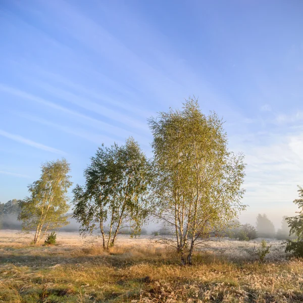 Image from nature series — Stock Photo, Image