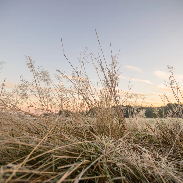 Bild aus der Natur-Serie — Stockfoto