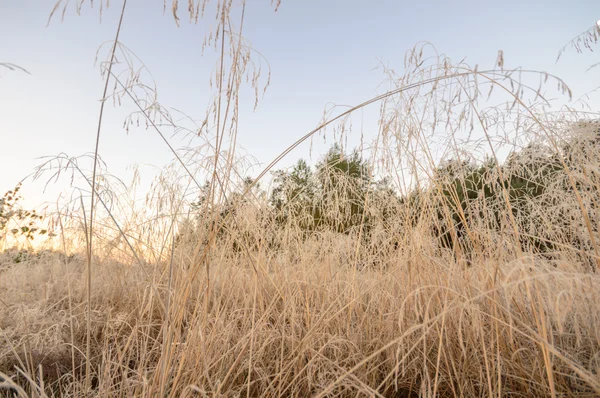 Obrázek ze série nature — Stock fotografie